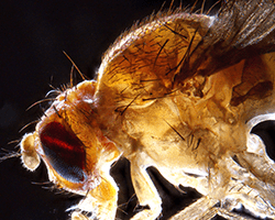 An enlarged image of a Drosophila fruit fly.
